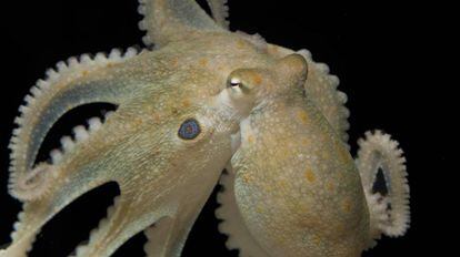 Imagem de um 'Octopus bimaculoides', a espécie usada para a experiência.