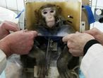 Teste médico com um macaco na Rússia em 2003.