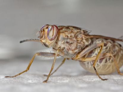 Glossina morsitans, uma das espécies da mosca tsé-tsé.