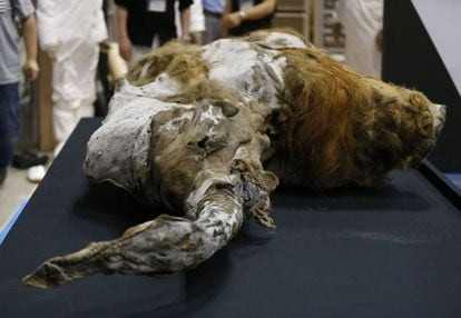 Mamute que viveu há 39.000 anos na Sibéria