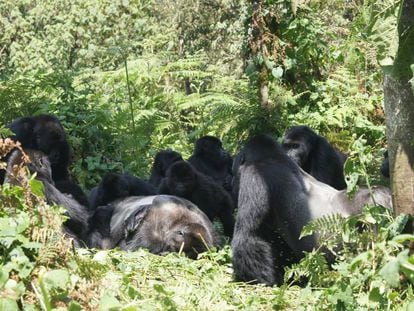 Um grupo de gorilas observa o cadáver de um lombo prateado.