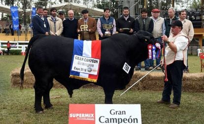 ‘El Chema’, animal da raça brangus que venceu a Feira internacional de Gado do Paraguai.