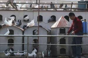 Um trabalhador chinês desinfeta um pombal como medida preventiva contra a gripe aviária na cidade portuária de Qingdao, no leste da China, em 2019.