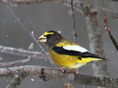 Estudo com dados dos últimos 50 anos sobre 529 espécies de aves do Canadá e EUA mostra que há quase três bilhões de pássaros a menos que em 1970