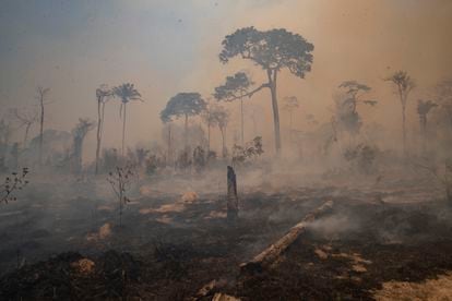 Depois de degradadas, as porções remanescentes de floresta ficam ainda mais expostas a incêndios, como o ocorrido próximo a Novo Progresso, no Pará, em agosto passado.