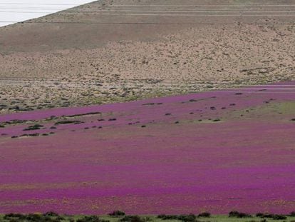 O deserto chileno com flores.