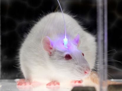 Uma rata com um implante optogenético.