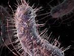 La bacteria 'E. Coli' puede desarrollar resistencia a los antibióticos más potentes
