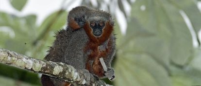 Dois macacos da espécie 'Callicebus miltoni', recém descoberta.