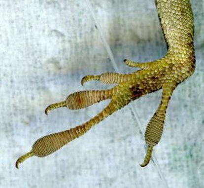 As patas do anolis verdes aumentaram após a chegada dos anolis marrons.