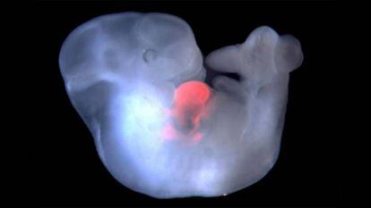 Um embrião de camundongo com células de rato em seu coração.
