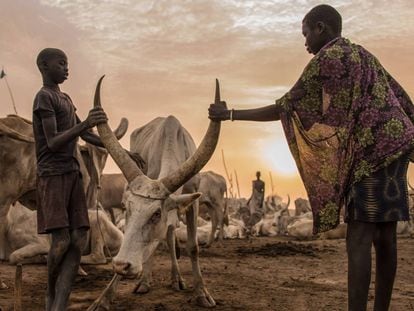 Niños sudaneses de la tribu Dinka cuidan de una vaca en Mingkaman, estado de Lagos, Sudán del Sur, el 3 de marzo de 2018.