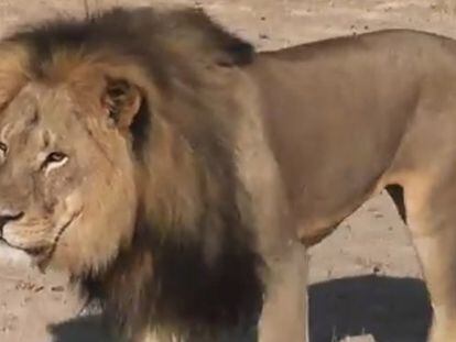 O leão Cecil, no Zimbábue.