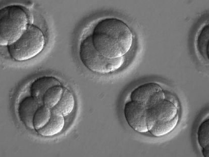 Embriões humanos manipulados