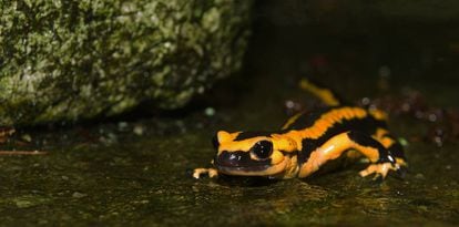 As diversas populações de salamandras que vivem em Oviedo (Espanha) são geneticamente diferentes entre si e em relação às espécies rurais.