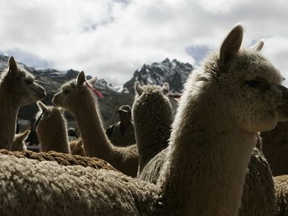 Alpacas em Ticlio, uma área no distrito de Chicla, na região de Lima. Um tratamento contra a covid-19 desenvolvida no Peru começou a ser testado nesses animais.