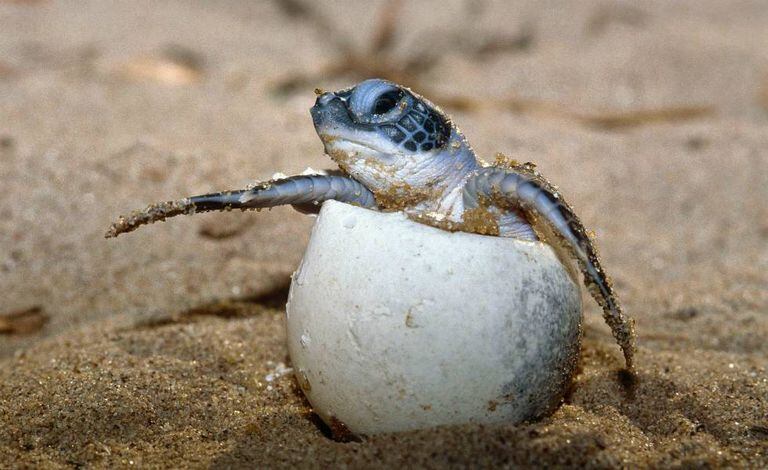 Tartaruga marinha, uma das espécies ameaçadas de extinção.