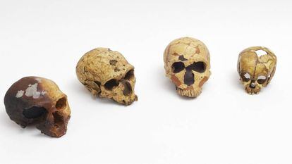 Reprodu&ccedil;&otilde;es de cr&acirc;nios neandertais no gabinete de Antonio Rosas, no Museu Nacional de Ci&ecirc;ncias Naturais, em Madri.