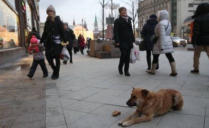 Um cachorro na rua Tverskaya de Moscou em dezembro passado.