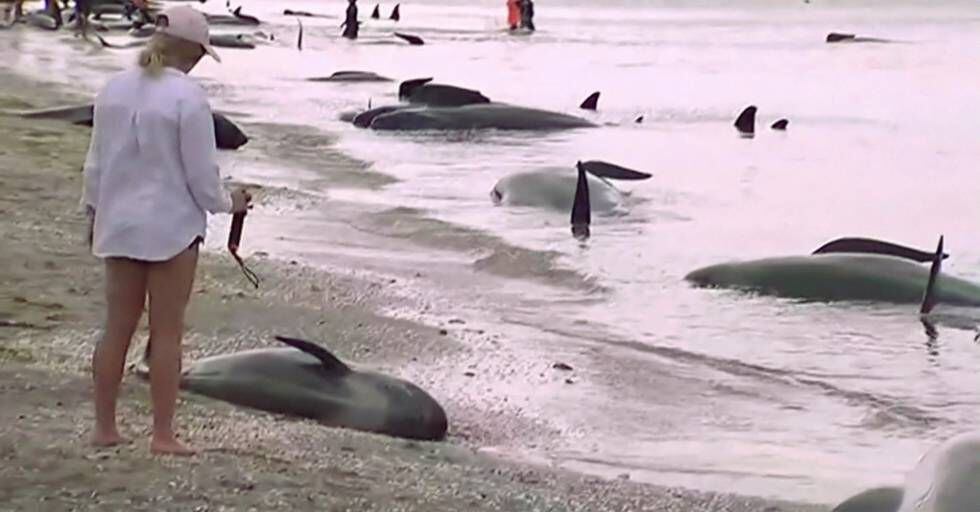 Uma turista observa uma baleia bebê morta na areia.