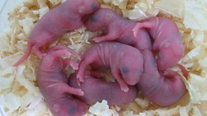 Os filhotes de ratos nascidos sem trissomias.