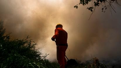 Incêndio no Parque do Cocó, em Fortaleza, atinge uma área de 46 hectares.
