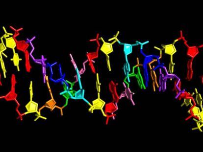 Modelo de DNA artificial de oito ‘letras’.