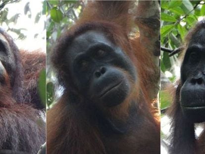 Três dos quatro orangotangos envolvidos no episódio.