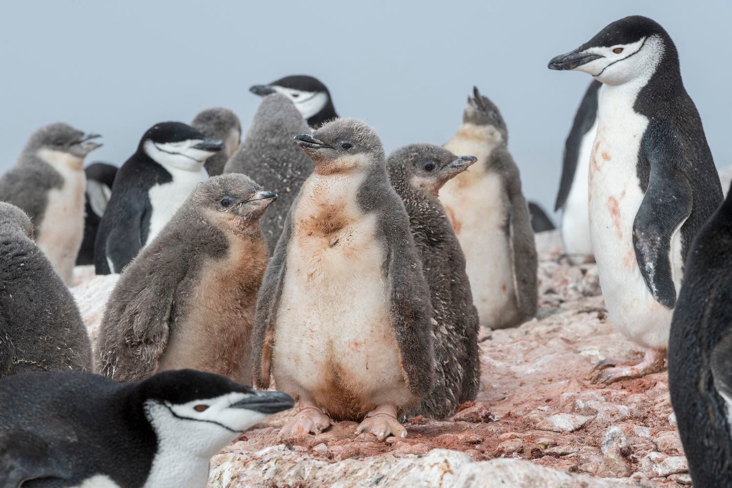 Pinguins e seus filhotes.