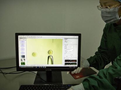 Uma pesquisadora mostra a atuação sobre o gene PCSK9 em um embrião, em um laboratório de Shenzhen (China).