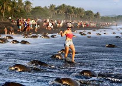 Turistas caminhando entre tartarugas em Costa Rica.