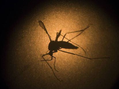 O Aedes aegypti, transmissor do Zika v&iacute;rus