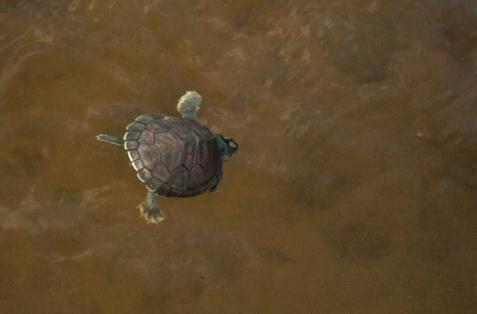 Depois de vencer mais de uma centena de metros de areia e de perigos, a bebê tartaruga mergulha no rio e no futuro