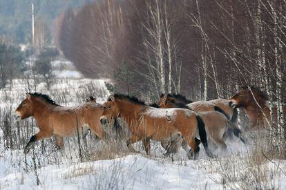 Manada de cavalos-de-przewalski em Chernobil (Ucrânia).