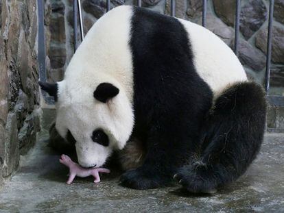 145 gramas de panda