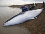 Young fin whale whale, about 33 feett long, was washed up at Shingle Street, Hollesley, Suffolk, England.