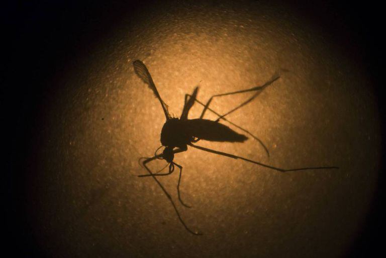 O Aedes aegypti, transmissor do Zika vírus