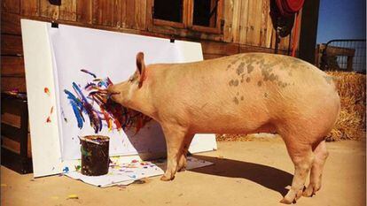 A porca 'Pigcasso' pinta um quadro no refúgio onde vive na Cidade do Cabo (África do Sul