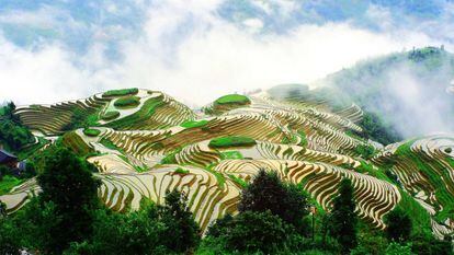 Esplanadas de arroz no condado de Longsheng (Chinesa).